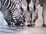 DRINKING ZEBRAS